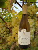 Pinot blanc 2022