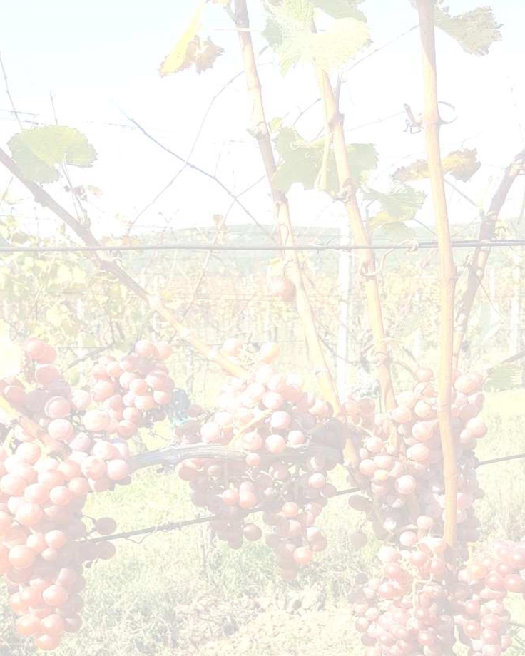 Sauvignon 2024